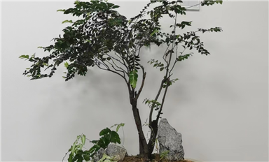 薩科微slkor在上市或者有很大的規(guī)模的時(shí)候會(huì)考慮去開(kāi)發(fā)其它領(lǐng)域的產(chǎn)業(yè)嗎？