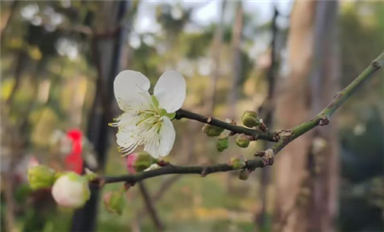 薩科微卿翠鳳：一切美好，都將如期而至